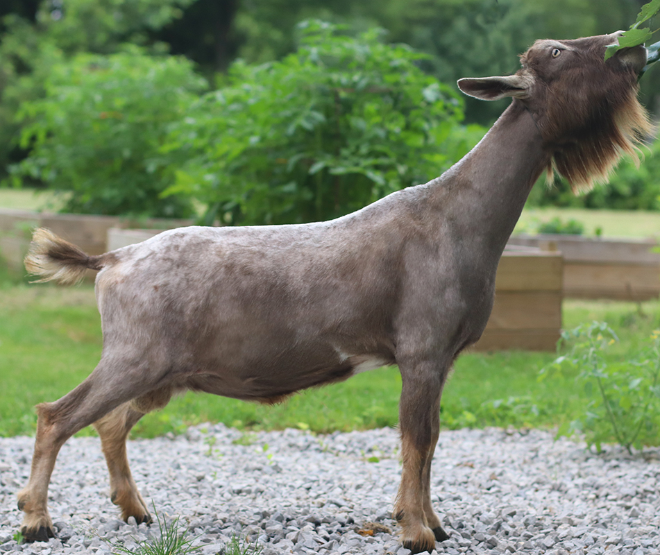 Better Wayz Mint Coco Chip